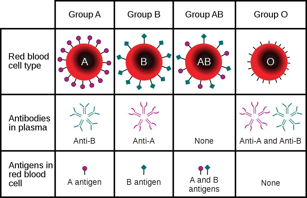 Imagen: El tipo de sangre está determinado, en parte, por los antígenos del grupo sanguíneo ABO presentes en los glóbulos rojos (eritrocitos) (Fotografía cortesía de Wikimedia Commons)