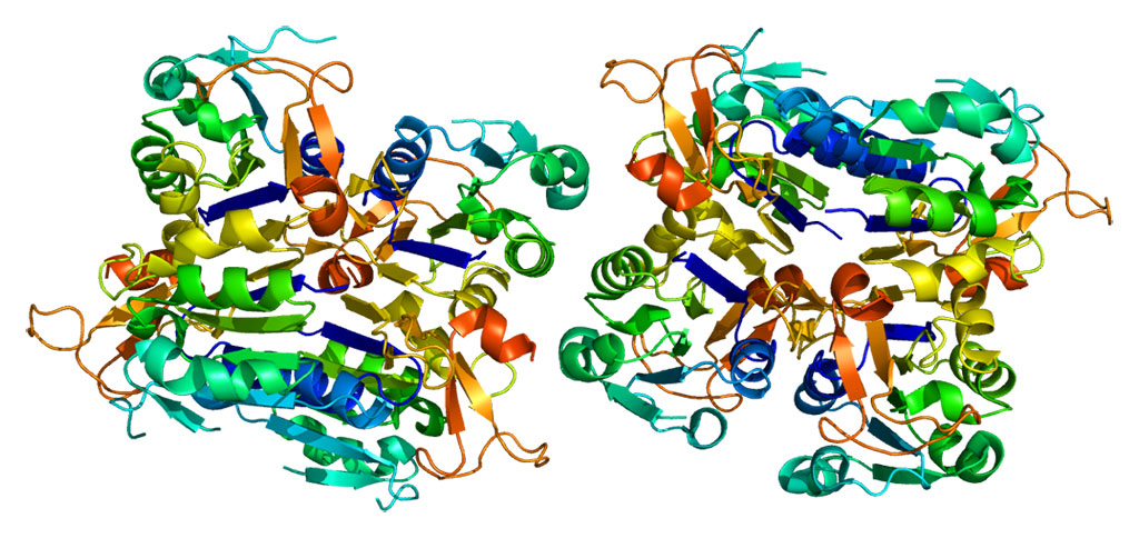 Estructura de la proteína TK1 (Fotografía cortesía de Wikimedia Commons)