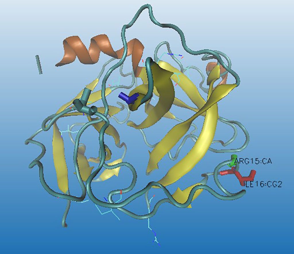 Imagen: Modelo molecular del quimotripsinógeno. Los niveles elevados de quimotripsinógeno B1 (CTRB1) se asociaron con una disminución en el riesgo de diabetes tipo I (Fotografía cortesía de Wikimedia Commons)