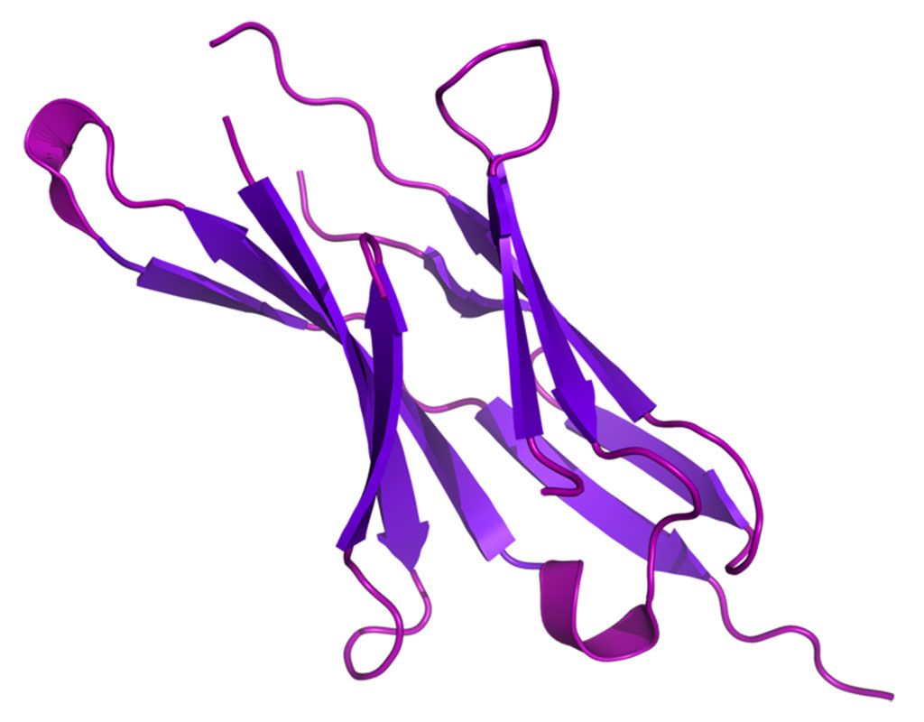 Imagen: Modelo de la proteína PD-1 (proteína 1 de muerte celular programada). Solo un subconjunto de glioblastomas recurrentes responde a la inmunoterapia anti-PD-1 (Fotografía cortesía de Wikimedia Commons)