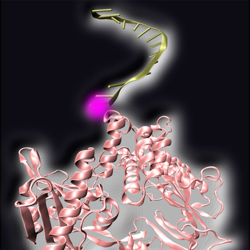 Imagen: Las enzimas activadas por la luz podrían mejorar significativamente las pruebas de diagnóstico para la COVID-19 basadas en PCR (Fotografía cortesía de Vera/LMU)