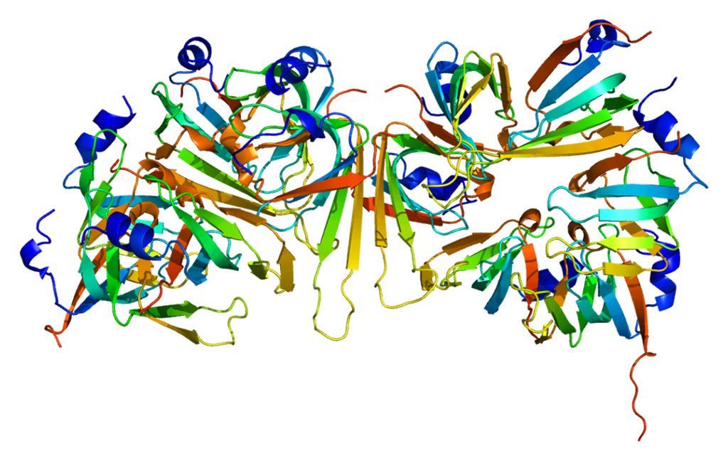 Imagen: SNRPN (Proteína N asociada a la ribonucleoproteína nuclear pequeña). Se usa la metilación de SNRPN para detectar errores de impresión en el cromosoma 15 (Fotografía cortesía de Wikimedia Commons.