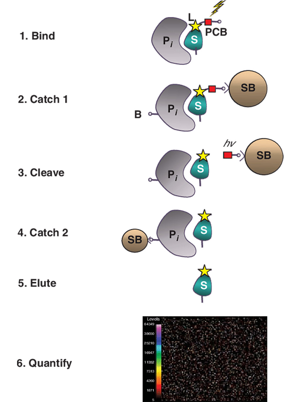 Imagen: Descripción general del ensayo de proteómica SomaLogic. El ensayo SOMAscan permite la detección simultánea de 1.300 proteínas humanas utilizando reactivos de unión a proteínas SOMAmer (aptámero modificado de baja velocidad) (Fotografía cortesía de SomaLogic Inc)