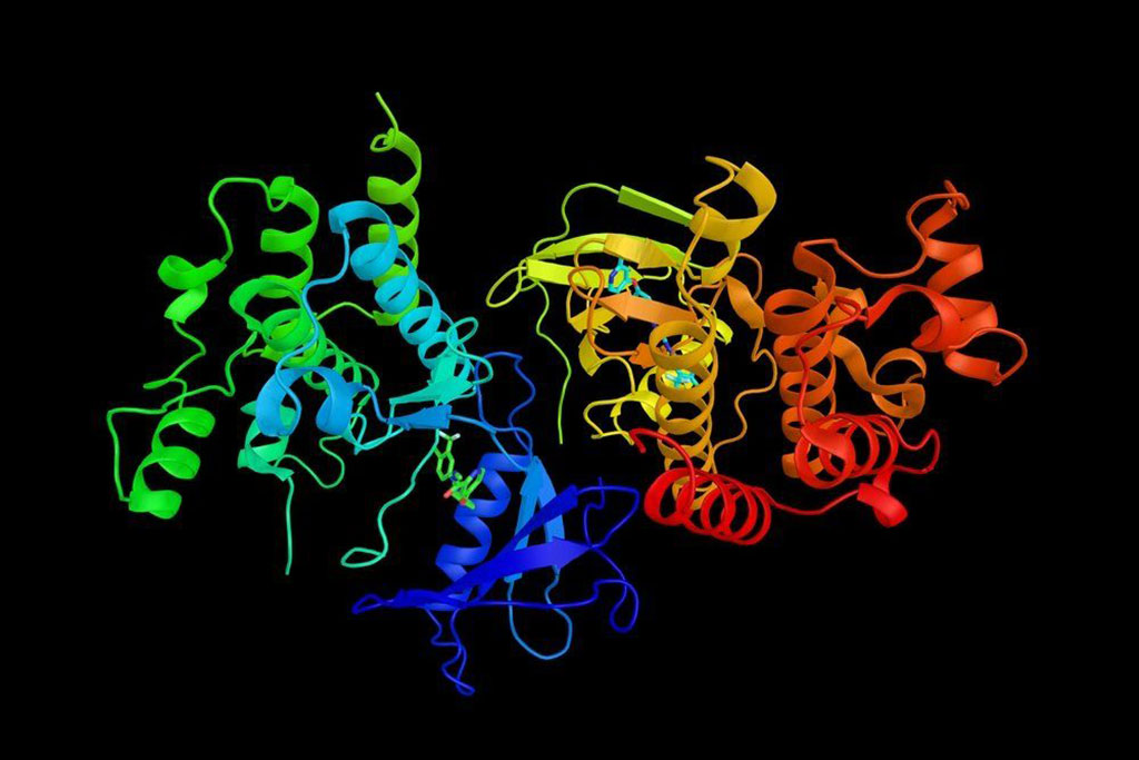 Imagen: BRAF, una proteína involucrada en el envío de señales dentro de las células que están involucradas en la dirección del crecimiento celular, muta en algunos cánceres humanos (Fotografía cortesía de www.123rf.com)