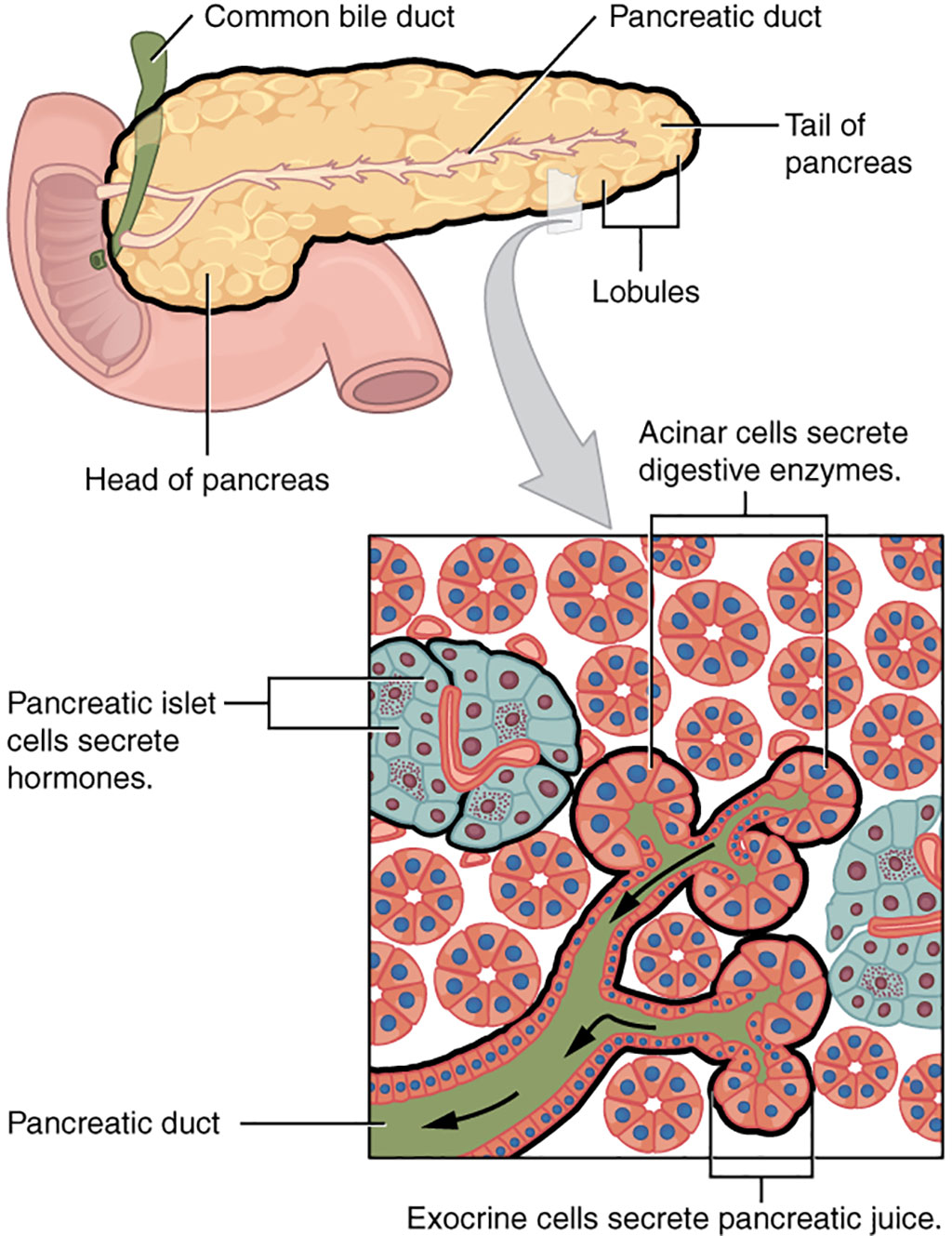 Imagen: El páncreas tiene muchas funciones, servidas por las células endocrinas en los islotes de Langerhans y las células acinares exocrinas. El cáncer de páncreas puede surgir de cualquiera de estas e interrumpir cualquiera de sus funciones (Fotografía cortesía de Wikimedia Commons)