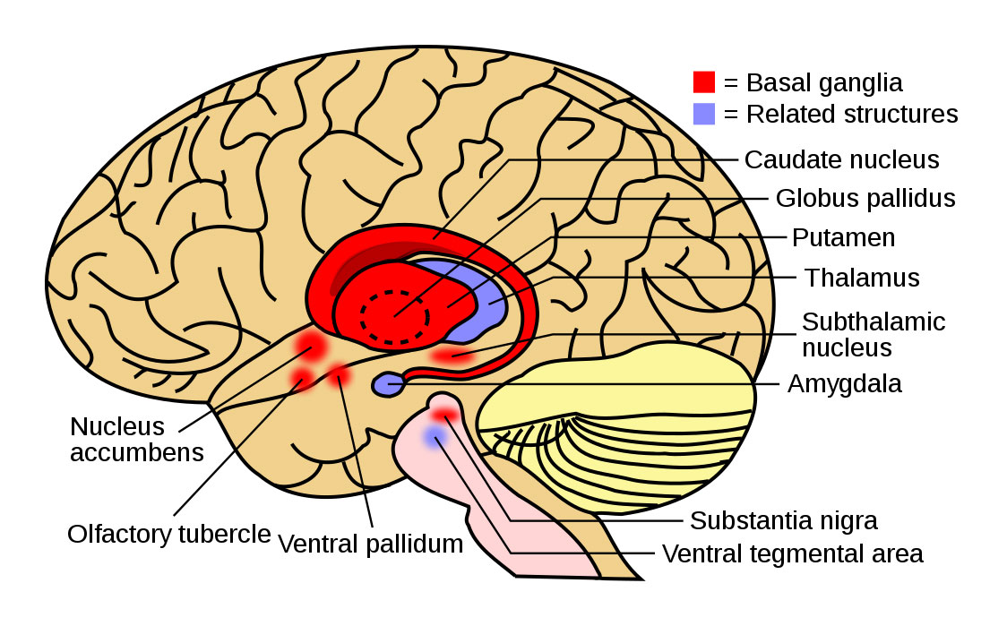 Imagen: Degeneración corticobasal (DCB): diagrama de los ganglios basales (en rojo) y estructuras relacionadas (en azul) dentro del cerebro. Los ganglios basales junto con la corteza cerebral están involucrados en esta condición (Fotografía cortesía de Wikimedia Commons)