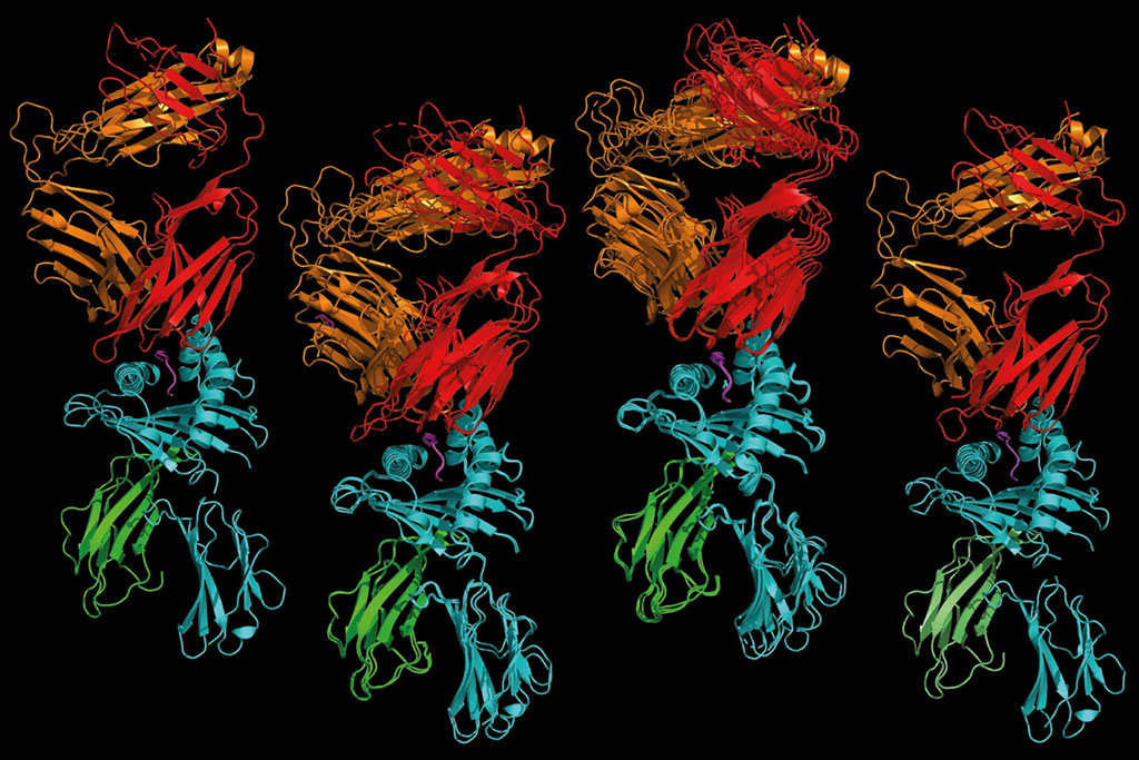 Imagen: Un receptor de células T que reconoce un fragmento de proteína humana (izquierda) es notablemente similar a uno que reconoce un fragmento de proteína bacteriana (derecha) y a dos receptores capaces de reconocer fragmentos de proteína humana y bacteriana (centro) (Fotografía cortesía de la Facultad de Medicina de la Universidad Washington)