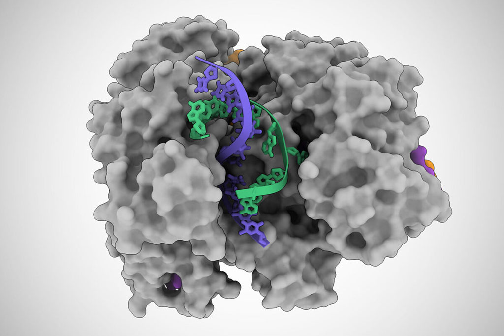 Imagen: Una proteína Cas12a2 descomprime una hélice doble de ADN, lo que le permite cortar las cadenas de ADN (Fotografía cortesía de la Universidad de Texas en Austin)