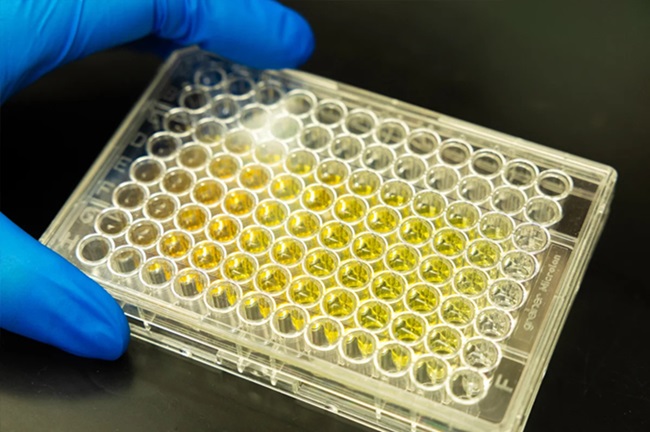 Imagen: Una bandeja que muestra un diagnóstico ELISA utilizando nanopartículas (foto cortesía de Antoine Hart/UCF)