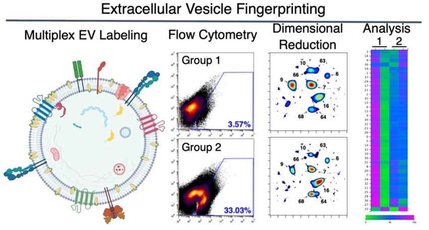 Imagen: A través de EV Fingerprinting, los investigadores etiquetan con fluorescencia las EV y las detectan con citometría de flujo (Foto cortesía de Von Lersner et al.,  compartido bajo una licencia CC por 4.0)