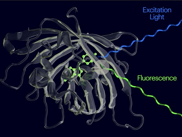 Imagen: Los nuevos biosensores moleculares solo se iluminan cuando se unen a sus objetivos (Foto cortesía del Instituto WYSS en la Universidad de Harvard)