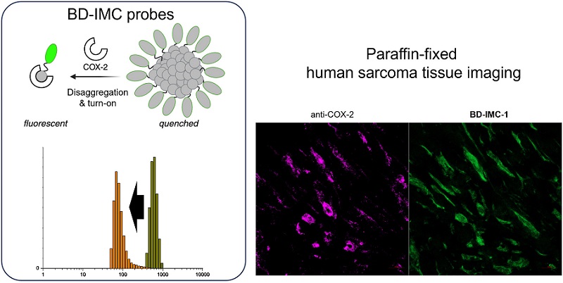 Imagen:Los primeros agentes de imágenes pan-COX inducidos por desagregación arrojan luz sobre las células madre cancerosas en el tejido del sarcoma humano (foto cortesía de Angewandte Chemie)