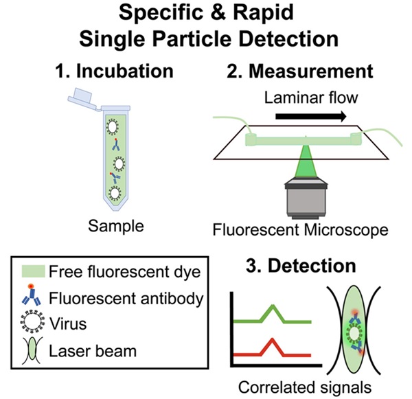 Imagen: Esquema de detección basado en flujo laminar y confocal de partículas de virus intactas, una a la vez (foto cortesía de Paz Drori)