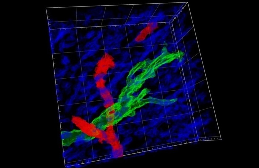 Imagen: una célula tumoral de glioblastoma (verde) presente en la materia blanca (azul) cerca de un vaso sanguíneo (rojo), visualizado a través del nuevo flujo de trabajo de microscopía de tres fotones Deep3P (Foto cortesía de la Universidad EMBL/Heidelberg)