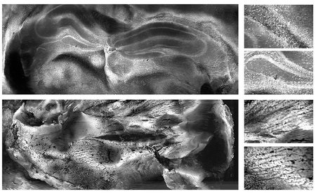 Imagen: estas imágenes muestran la alta resolución lograda con la nueva técnica de microscopía (Foto cortesía de Cao, R. et al. Science Advance, 2024. Caltech)