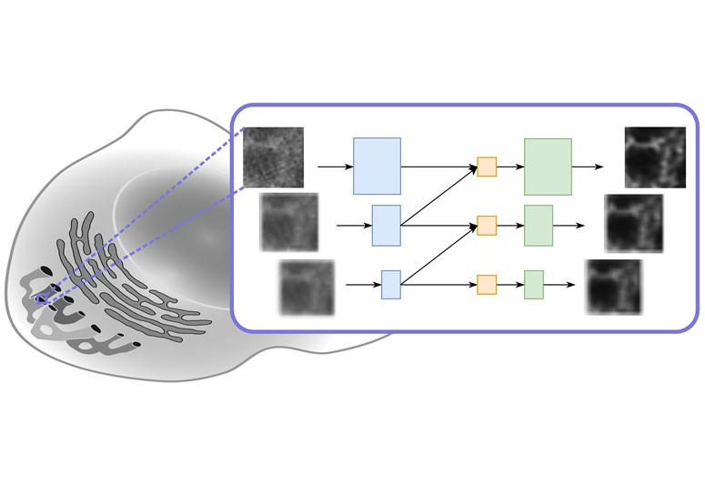 Imagen: ilustración de un modelo m-rBCR para microscopía de luz (foto cortesía de HZDR/a. Yakimovich)