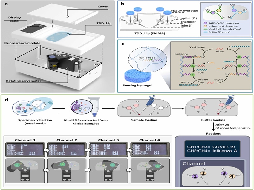 Imagen: el ensayo POC rápido, preciso y sensible detecta SARS-CoV-2 y el virus de la influenza A simultáneamente (foto cortesía de Sensors and Actuators B: Chemical , DOI: 10.1016/j.snb.2024.136933)