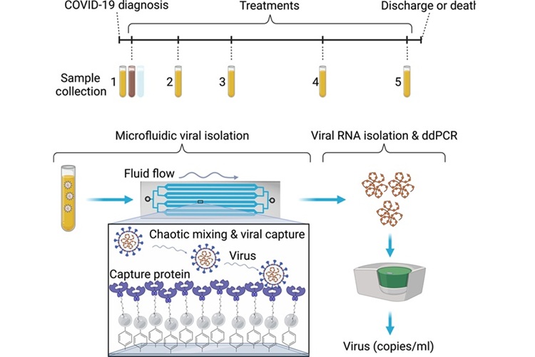 Imagen: flujo de trabajo clínico y detección viral utilizando virusHB-Chip (foto cortesía de Science Advances, DOI: 10.1126/sciadv.adh1167)