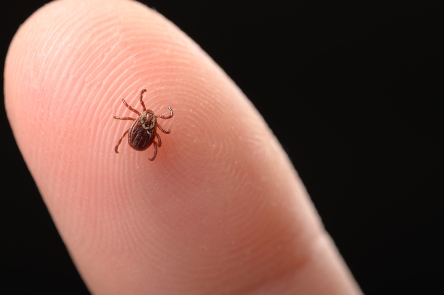 Imagen: la prueba rápida de detección de antígeno puede diagnosticar fiebre rickettsiosis mortal de las Montañas Rocosas transmitida por garrapatas (foto cortesía de 123RF)