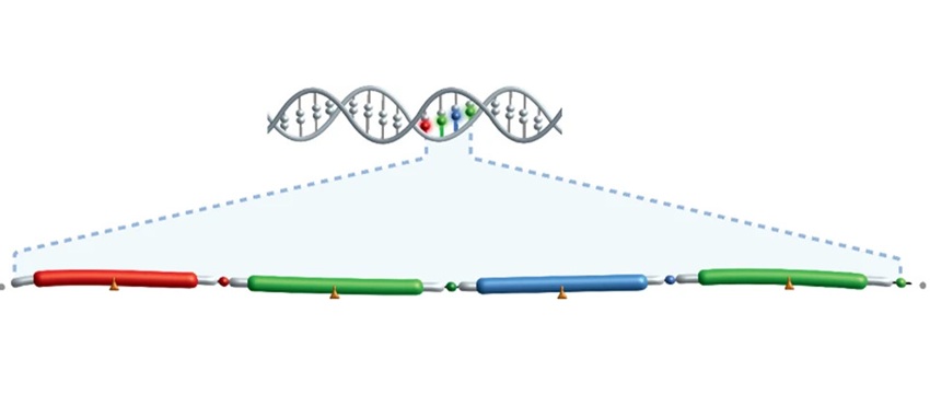 Imagen: la tecnología SBX está diseñada para hacer que la secuenciación de ADN sea más rápida, más precisa y altamente flexible (foto cortesía de Roche)