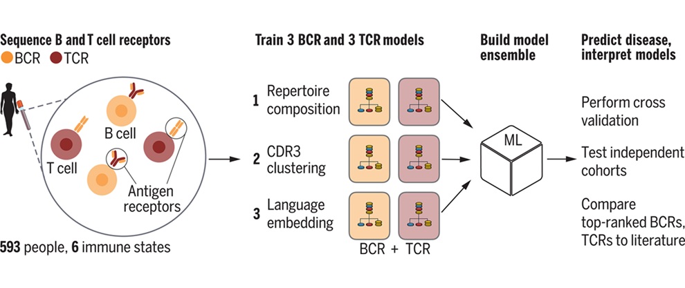 Imagen que muestra el proceso de la clasificación de la sangre a la enfermedad con la secuenciación del receptor inmune (foto cortesía de Science, DOI: 10.1126/science.adp2407)