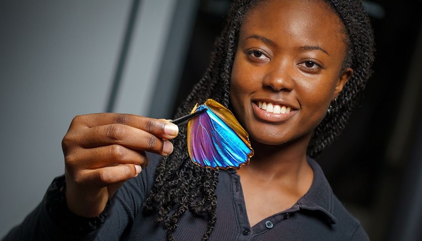 Imagen: Paula Kirya, primera autora del estudio, utiliza las microestructuras de manipulación de luz de las alas de mariposa Morpho para evaluar los niveles de fibrosis en muestras de biopsia de cáncer (foto cortesía de David Baillot/UC San Diego, Facultad de Ingeniería Jacobs)