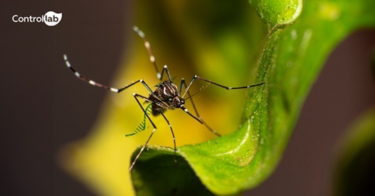 Imagen: la identificación precisa de los casos de dengue y la diferenciación de los serotipos son fundamentales para un diagnóstico eficaz