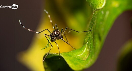 Imagen: la identificación precisa de los casos de dengue y la diferenciación de los serotipos son fundamentales para un diagnóstico eficaz