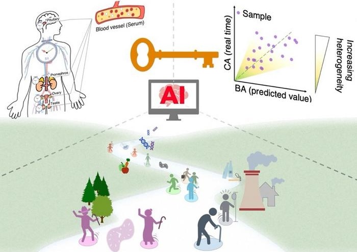 Imagen: un diagrama general del modelo de edad biológica con IA (foto cortesía de Zi Wang/ Universidad de Osaka)