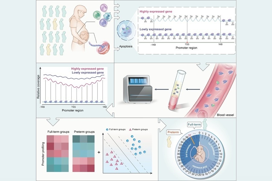 Imagen: descripción general esquemática de predicción del nacimiento prematuro utilizando el perfil de promotores de ADNlc de plasma (foto cortesía de Guo Z, et al., 2025, Plos Medicine, DOI: 10.1371/journal.pmed.1004571)