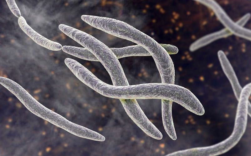 Imagen: la presencia de microbios específicos en el microbioma es una indicación precisa de cáncer colorrectal (foto cortesía de Adobe Stock)