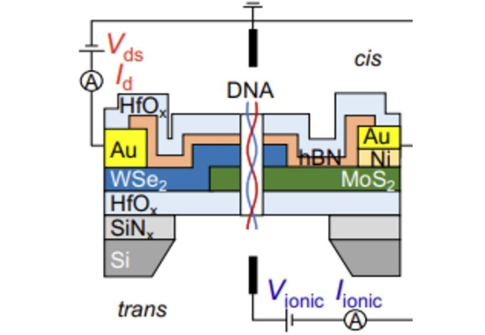 Imagen: Arquitectura del dispositivo y configuración de medición de un HJD-NP, con MoS2 de tipo n y WSe2 de tipo p (Foto cortesía de Grainger College of Engineering)