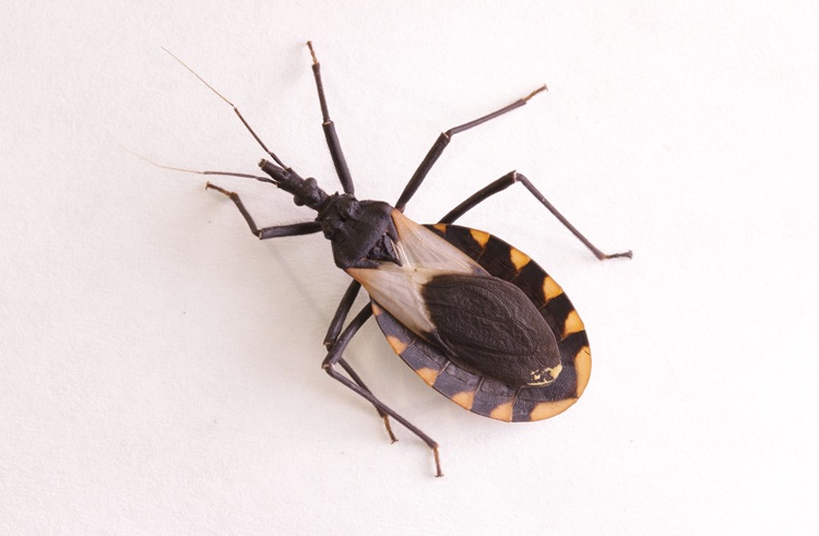 Imagen: las chinches besuconas pueden llevar el parásito que causa la enfermedad de Chagas (foto cortesía de 123RF)