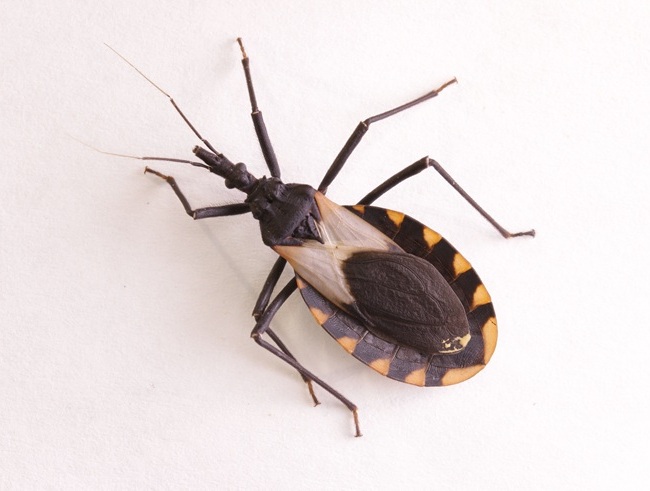 Imagen: las chinches besuconas pueden llevar el parásito que causa la enfermedad de Chagas (foto cortesía de 123RF)