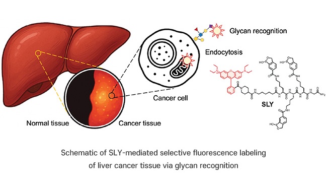 Imagen: esquema del etiquetado de fluorescencia selectiva mediado por SLY del tejido del cáncer de hígado a través del reconocimiento de glucano (cortesía de POSTECH)