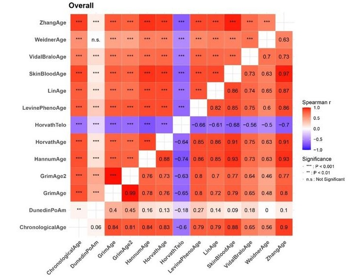 Imagen: matriz de correlación de la edad cronológica y los algoritmos de metilación del ADN del envejecimiento (foto cortesía de Xiangwei Li,  SJTUSM)