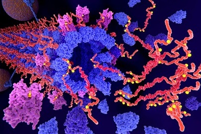 Imagen: el ensayo de Tau  VeraBIND es un nuevo análisis de sangre que identifica la presencia de patología activa de tau (foto cortesía de 123RF)
