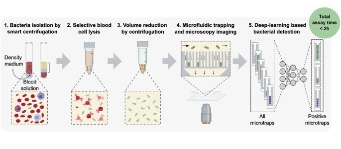 Imagen: flujo de trabajo para la detección bacteriana de muestras de sangre en cinco pasos (M Henar Marino Migélez et al., NPJ Digit Med, DOI: 10.1038/s41746-025-01948-w)