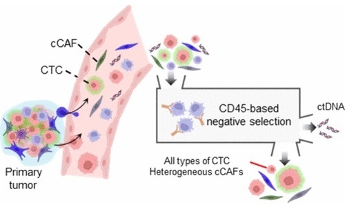 Imagen: el estudio destaca el potencial de los cCAF como biomarcador para el diagnóstico y pronóstico temprano (H J Woo et al., Analytical Chemistry (2025). DOI: 10.1021/acs.analchem.5C02154)