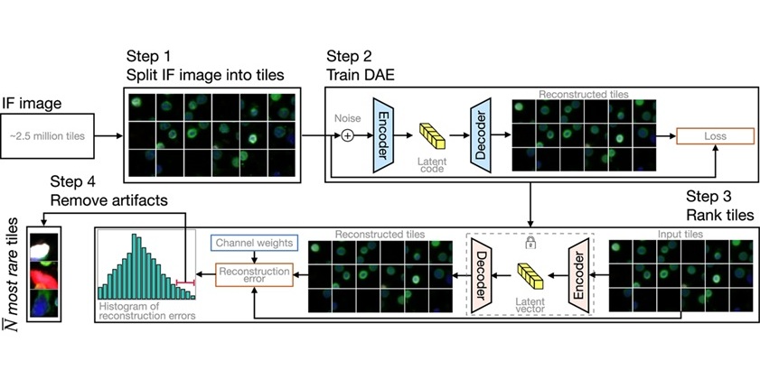 Imagen: diagrama esquemático del proceso de detección de eventos raros (RED) (Murgoitio-Esandi et al., npj Precision Oncology (2025). DOI: 10.1038/s41698-025-01015-3) Imagen: diagrama esquemático del proceso de detección de eventos raros (RED) (Murgoitio-Esandi et al., npj Precision Oncology (2025). DOI: 10.1038/s41698-025-01015-3)