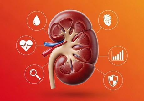 Imagen: una discrepancia entre las lecturas de la función renal basadas en creatinina y cistatina C puede revelar mayores riesgos para la salud (fotografía cortesía de 123RF)