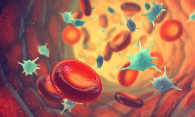 Imagen: una investigación ha relacionado la agregación plaquetaria en muestras de sangre de la mediana edad con los marcadores cerebrales tempranos de la enfermedad de Alzheimer (fotografía cortesía de Shutterstock)