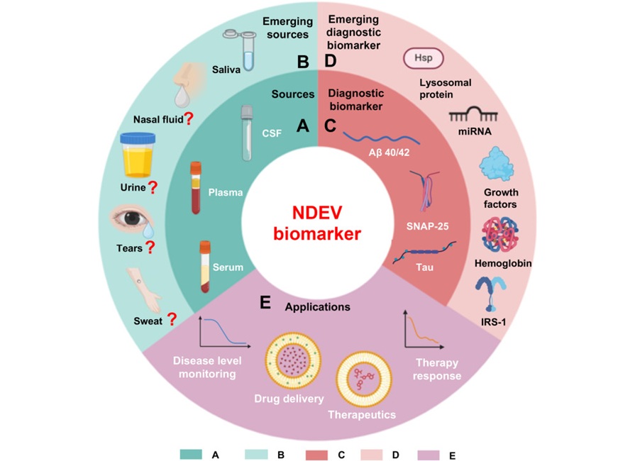 Imagen: las vesículas extracelulares derivadas de neuronas contienen muchos biomarcadores candidatos para el Alzheimer (S Chinnathambi et al., Brain Network Disorders (2025). doi.org/10.1016/j.bnd.2024.12.006)