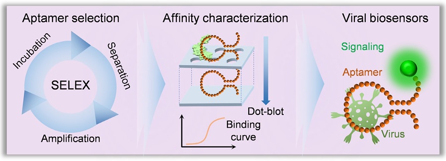 Imagen: biosensores basados ​​en aptámeros para la detección viral (Wang F, Meng Q, Huang Z, et al., 2025; DOI: 10.48130/biocontam-0025-0018)