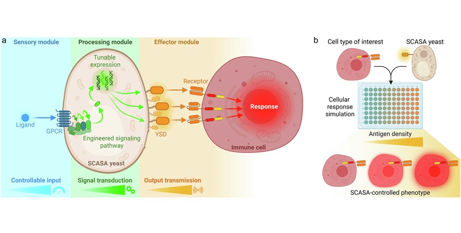Imagen: esquema del sistema de adaptador de señal avanzada celular sintética (SCASA) (Deichmann, M. et al., Nat Commun 16, 10306, 2025. DOI: 10.1038/s41467-025-65236-7)