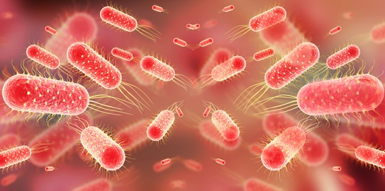 Imagen: la prueba de diagnóstico POC tiene como objetivo utilizar una muestra de sangre, suero o plasma mediante punción digital para detectar la fiebre tifoidea (fotografía cortesía de Adobe Stock)