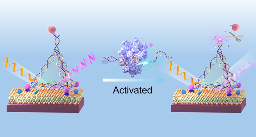 Imagen: cuando se detecta el biomarcador, la proteína Cas12a utilizada para CRISPR corta el ADN que contiene los puntos cuánticos, lo que provoca una caída mensurable en la señal SHG (fotografía cortesía de Han Zhang/Universidad de Shenzhen)