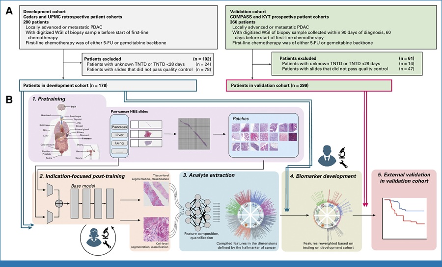 Imagen: Descripción general del estudio: A) Ensamblaje de cohortes de desarrollo y validación B) Flujo de trabajo de la plataforma CHAI descrito en cinco pasos (Hendifar, A. E. et al., J Clin Oncol (2026). DOI: 10.1200/JCO-25-02199))