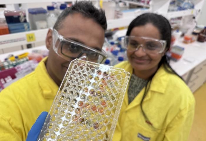 Imagen: El profesor Rajesh Ramanathan, de la Instalación Sir Ian Potter NanoBioSensing y el Laboratorio de Investigación de NanoBiotecnología de la Facultad de Ciencias de RMIT, y la Dra. Pabudi Weerathunge examinan los cambios de color durante una prueba de laboratorio utilizada para identificar cepas de estafilococos dorados (fotografía cortesía de Will Wright, Universidad RMIT)