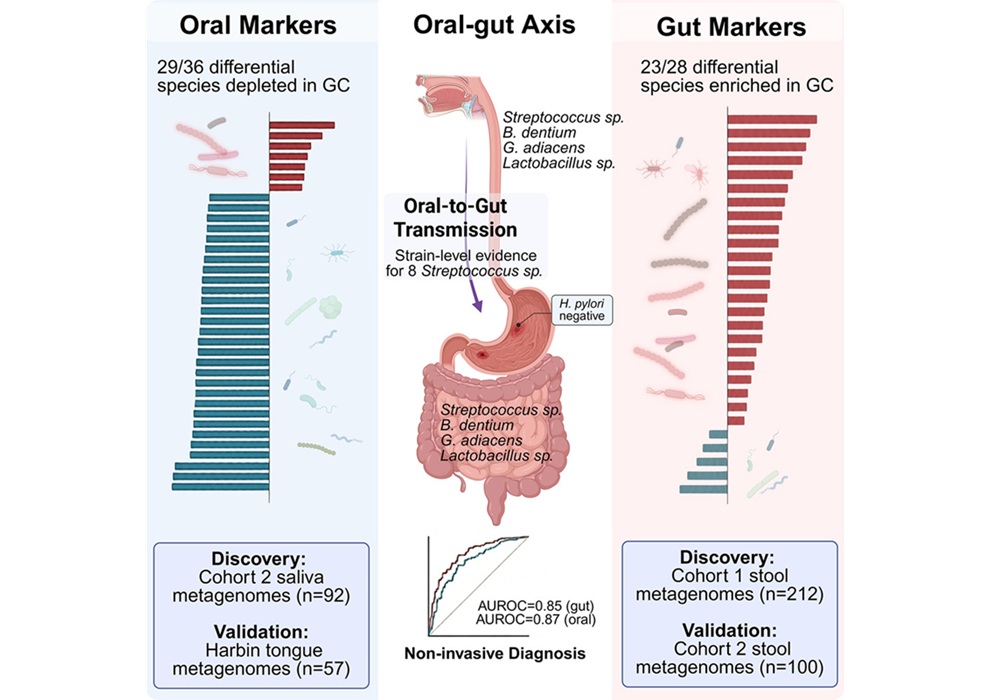 Imagen: Resumen gráfico (Qin, Y. et al., Cell Rep Med 7: 102761 (2026). DOI: 10.1016/j.xcrm.2026.102761)